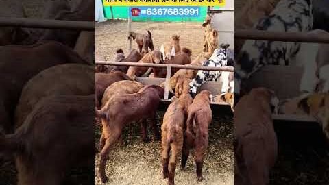 #trending#goat#shorts#viralshort#explore#farming#goatfarming#viral#afternoon#goa#reels#gym#fun#video