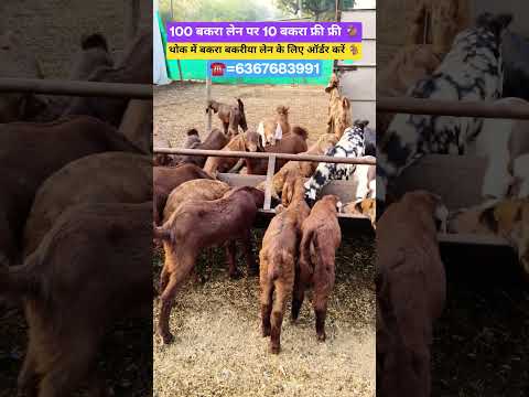 #trending#goat#shorts#viralshort#explore#farming#goatfarming#viral#afternoon#goa#reels#gym#fun#video