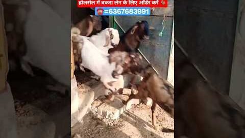 #shorts#goat#trending#viralshort#explore#farming#goatfarming#viral#afternoon#goa#reels#gym#fun#video