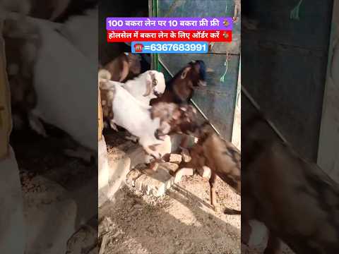 #shorts#goat#trending#viralshort#explore#farming#goatfarming#viral#afternoon#goa#reels#gym#fun#video
