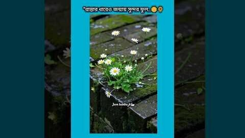 রাস্তার ধারেও জন্মায় সুন্দর ফুল #bts #shorts #foryou #viralvideo #ytshorts #btsarmyforever
