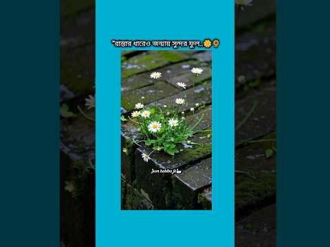 রাস্তার ধারেও জন্মায় সুন্দর ফুল #bts #shorts #foryou #viralvideo #ytshorts #btsarmyforever