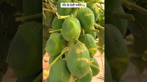 गाँव के देसी पपीते 😋#shorts #fruit #desi #trending #villagelife #desifruit #villagerlifestyle #fyp