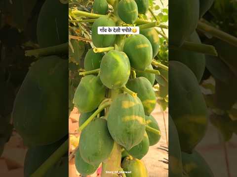 गाँव के देसी पपीते 😋#shorts #fruit #desi #trending #villagelife #desifruit #villagerlifestyle #fyp