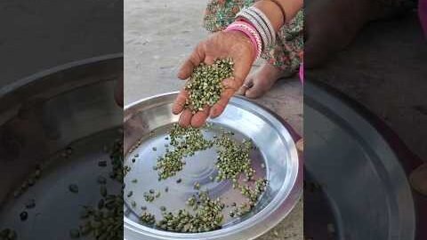 गेहूँ के होला 😍  #village #desi #gehu #rajasthan #food