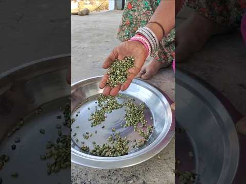 गेहूँ के होला 😍  #village #desi #gehu #rajasthan #food