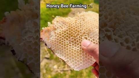 Honey Bee Farming #desi #honey #villagelife #khetibadi #farming #deepnigamvloggify