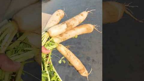 सुख भरी सुबह #village #villagelife #viral #minivlog #ytstudioes #shorts #desi #gaonkilife #trending