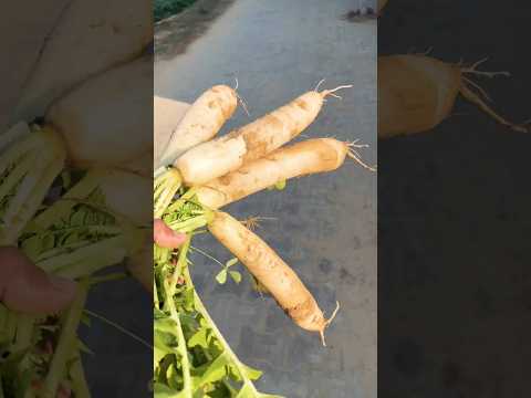 सुख भरी सुबह #village #villagelife #viral #minivlog #ytstudioes #shorts #desi #gaonkilife #trending