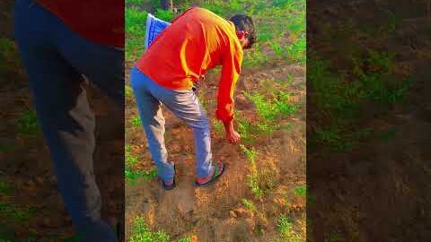 🌿🍀🚜desi life farming 🍀#trending #farming #shortvideo #viral #desi #shorts #vlog#khetibadi