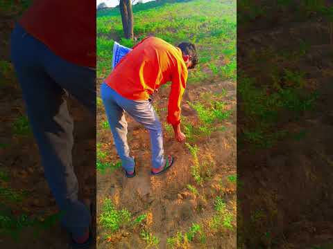 🌿🍀🚜desi life farming 🍀#trending #farming #shortvideo #viral #desi #shorts #vlog#khetibadi