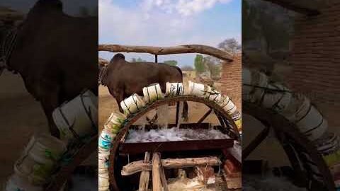 பண்டைய கால நீர் இறைக்கும் முறை 🐂💦 #village #farming #desi #shorts