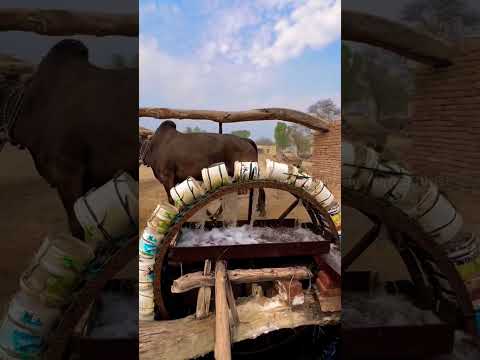 பண்டைய கால நீர் இறைக்கும் முறை 🐂💦 #village #farming #desi #shorts