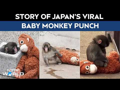 Punch Monkey | Story Of Japan’s Viral Baby Monkey Punch
