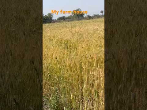 🌾 “Mere Khet Ka Ek Din | Village Life Vlog | Desi Farming Experience”#merekhetkaekdin #villagelife