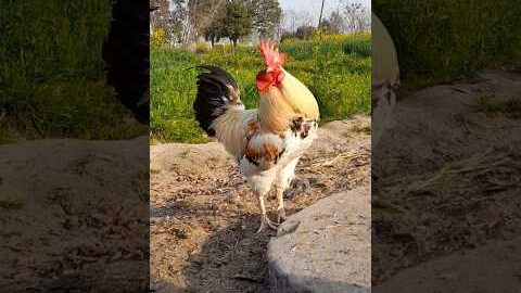 Desi kukad ,Desi Murga Desi Beautiful Rooster #viralvideo #chicken #rooster #birds video HD Rooster