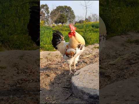 Desi kukad ,Desi Murga Desi Beautiful Rooster #viralvideo #chicken #rooster #birds video HD Rooster