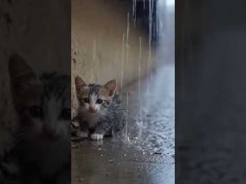 This Emotional 😭 Cat rescue video Don’t Need Title #usa #kindness #catkid