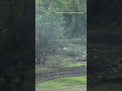 Video shows Russians appearing to flee Ukrainian attack near Bakhmut