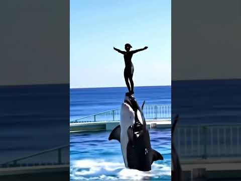 Radcliffe Orca Attack #shorts #reel #news