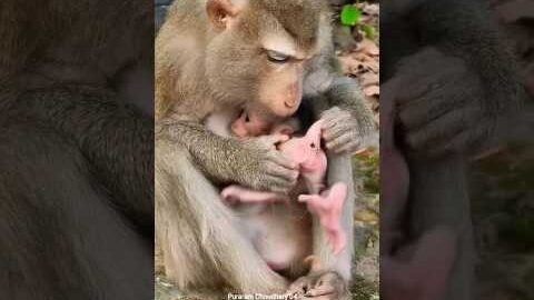 Lovely Baby Monkey With MomTake Care 🥰 #Monkey #Badar #youtubeshorts #short #viral