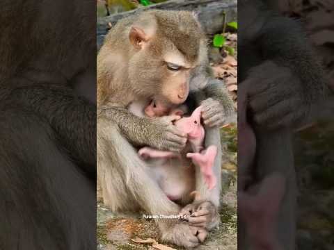 Lovely Baby Monkey With MomTake Care 🥰  #Monkey #Badar #youtubeshorts #short #viral