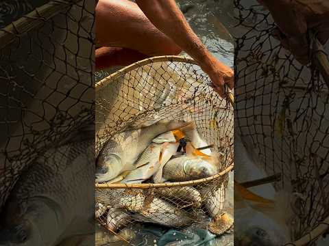 Gao ka desi fishing 🤑 || #shorts #fishing #minivlog #village