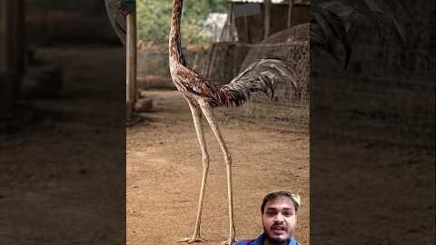 World’s Most Aggressive Aseel 🐓🔥 | Pure Desi Long Leg Fighter King 👑💪 #aseel #chicken #shorts