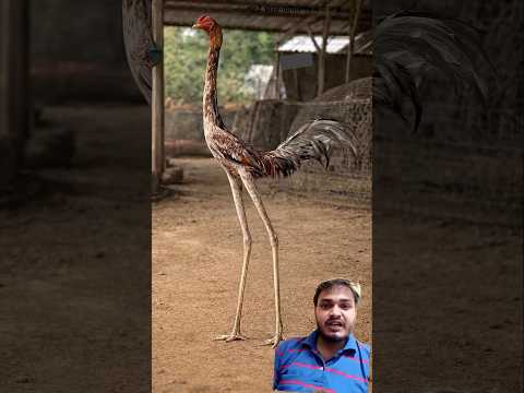 World’s Most Aggressive Aseel 🐓🔥 | Pure Desi Long Leg Fighter King 👑💪 #aseel #chicken #shorts
