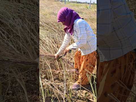गांव का सुकून😍#desi #rajsthan #rajasthani #gaon #youtubeshorts #shorts #villagelife