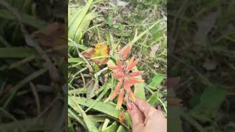 aloe vera flower 🌺#desi lifestyle #flowers #ankitaDiaries