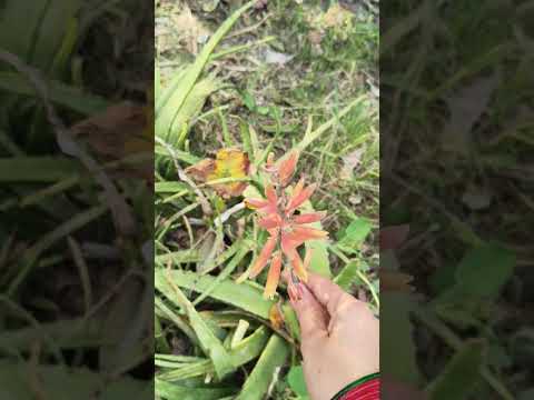 aloe vera flower 🌺#desi lifestyle #flowers #ankitaDiaries