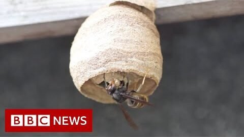 Have you seen this hornet? – BBC News