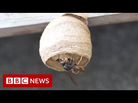 Have you seen this hornet? – BBC News
