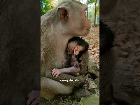 Sweetie little baby monkey with wonderful mom care ☺️ #Monkey #Badar #youtubeshorts #short #viral