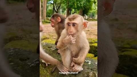 Best mom take care cute baby monkey Care 😍 #Monkey #Badar #youtubeshorts #short #viral