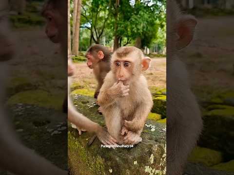 Best mom take care cute baby monkey Care 😍 #Monkey #Badar #youtubeshorts #short #viral