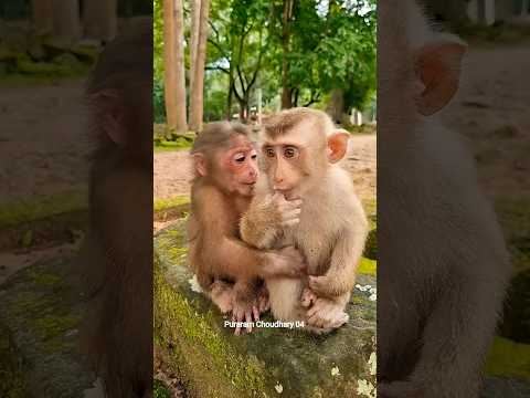 Best mom take care cute baby monkey Care 😍 #Monkey #Badar #youtubeshorts #short #viral
