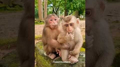 Best mom take care cute baby monkey Care 😍 #Monkey #Badar #youtubeshorts #short #viral