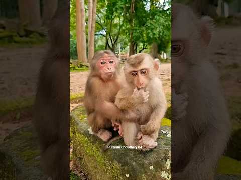 Best mom take care cute baby monkey Care 😍 #Monkey #Badar #youtubeshorts #short #viral