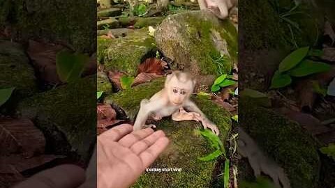 Lovely Baby Monkey With MomTake Care 🥰 #Monkey #Badar #youtubeshorts #short #viral