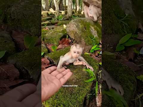 Lovely Baby Monkey With MomTake Care 🥰  #Monkey #Badar #youtubeshorts #short #viral