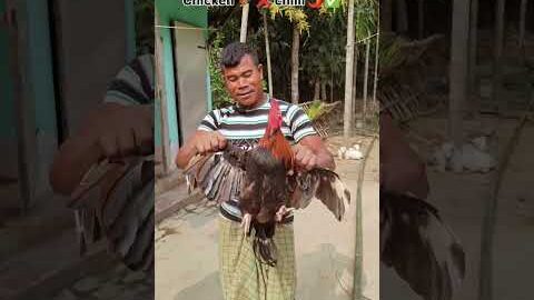 Desi chicken 🍗 🐔 🌶️😋 #viralvideo #desihomegym  #youtubeshorts #eatingchallenge#viralvideo