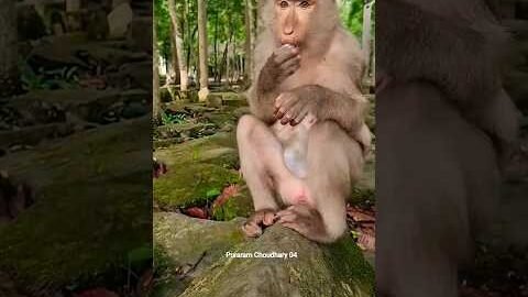 Lovely Baby Monkey With MomTake Care 🥰  #Monkey #Badar #youtubeshorts #short #viral