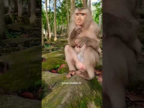 Lovely Baby Monkey With MomTake Care 🥰  #Monkey #Badar #youtubeshorts #short #viral