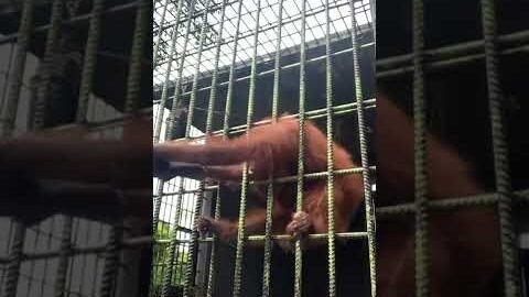 Orangutan grabs zoo visitor who jumped guardrail | USA TODAY #Shorts