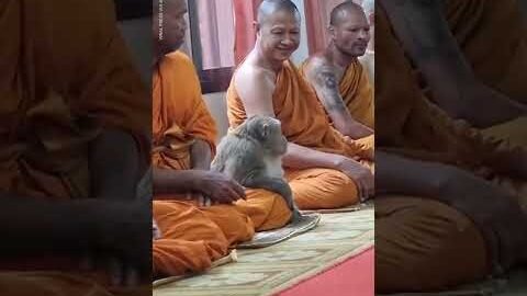 This wild monkey calmly meditates with monks in Thailand | USA TODAY #Shorts