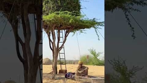 एक गाँव जहाँ जानवर और पेड़ो से प्रेम है😍 #desi #life #rajasthan #rajasthani #village #facts #shorts