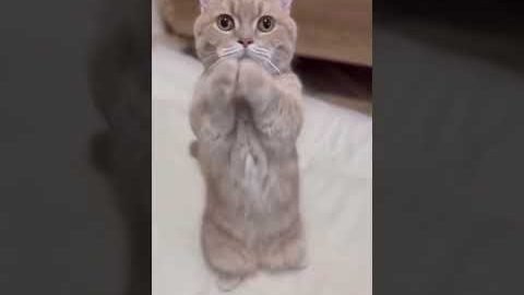 Funny Cat Dance. #shorts #trending #viral #catdance