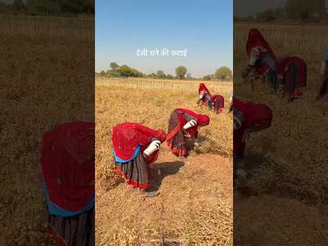 चने की कटाई😍 #desi #village #villagelife #shorts #youtubeshorts
